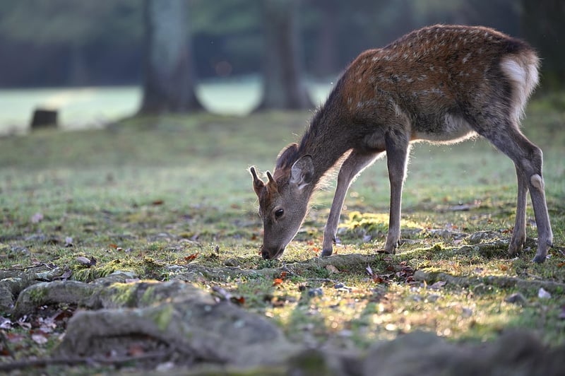 Wildlife Specialist